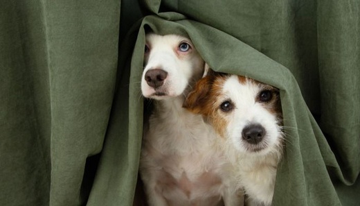 honden.jpg