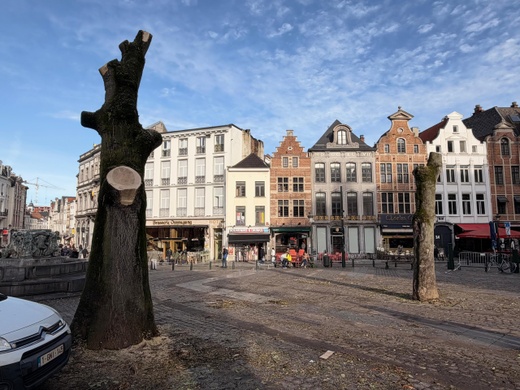 Gekapte bomen Grasmarkt