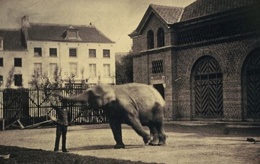 zoo van brussel - olifant