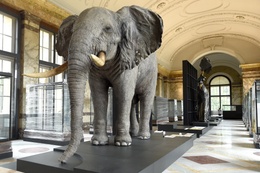 20180718_olifant_africa_museum_photonews_10717317-030.jpg