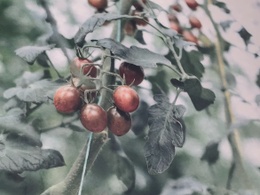 foto_tomatenplanten.jpg
