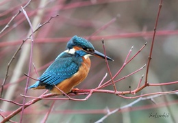 ijsvogel.jpg