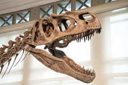 1772_t_rex_museum_natuurwetenschappen.jpg