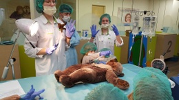 teddy_bear_hospital.jpg