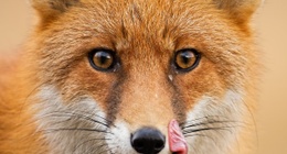 red-fox-with-mouth-open-looking-to-the-camera-2023-11-27-05-26-49-utc.jpg