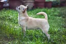 chihuahua_hond_huisdier.jpg