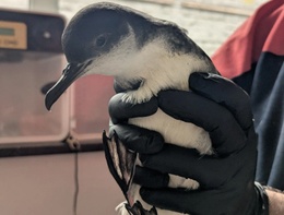 pijlstormvogel.jpg